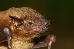Scotophilus kuhlii