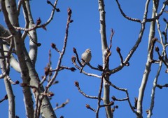 Passer domesticus