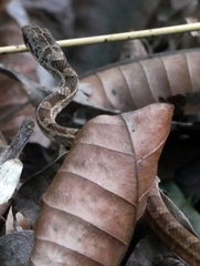 Mastigodryas alternatus