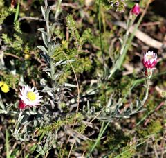 Achyranthemum affine