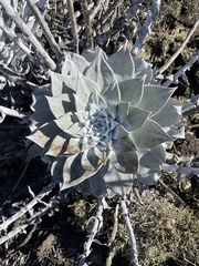 Dudleya anthonyi