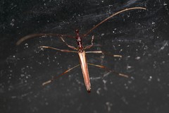 Rhinophthalmus