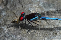 Argia cupraurea
