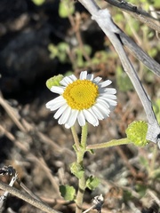 Amauria rotundifolia