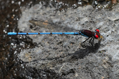 Argia cupraurea