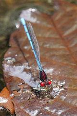 Argia cupraurea
