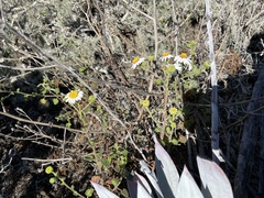 Amauria rotundifolia