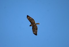 Buteo jamaicensis