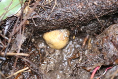 Zelleromyces australiensis