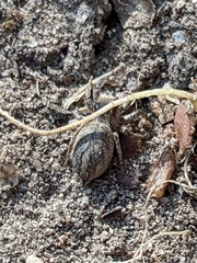 Habronattus pyrrithrix