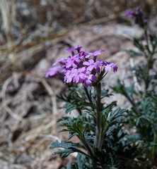 Glandularia chiricahensis
