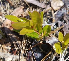 Geobalanus oblongifolius