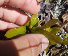Geobalanus oblongifolius