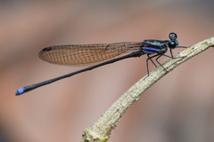 Argia indicatrix
