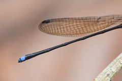 Argia indicatrix