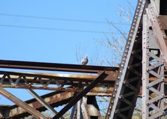 Columba livia