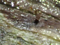 Paradiacheopsis rigida