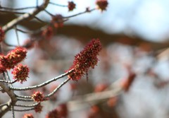 Acer saccharinum