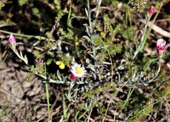 Achyranthemum affine