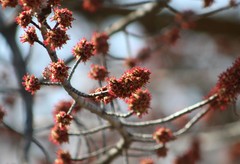 Acer saccharinum