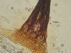 Paradiacheopsis rigida