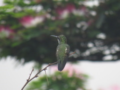 Anthracothorax nigricollis