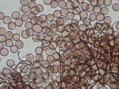 Paradiacheopsis rigida