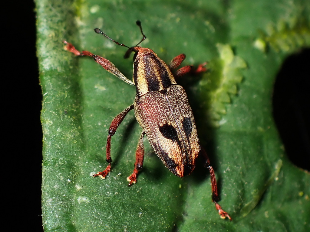 Embates tetrastigma