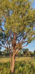 Corymbia erythrophloia