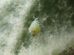 Aphis verbasci