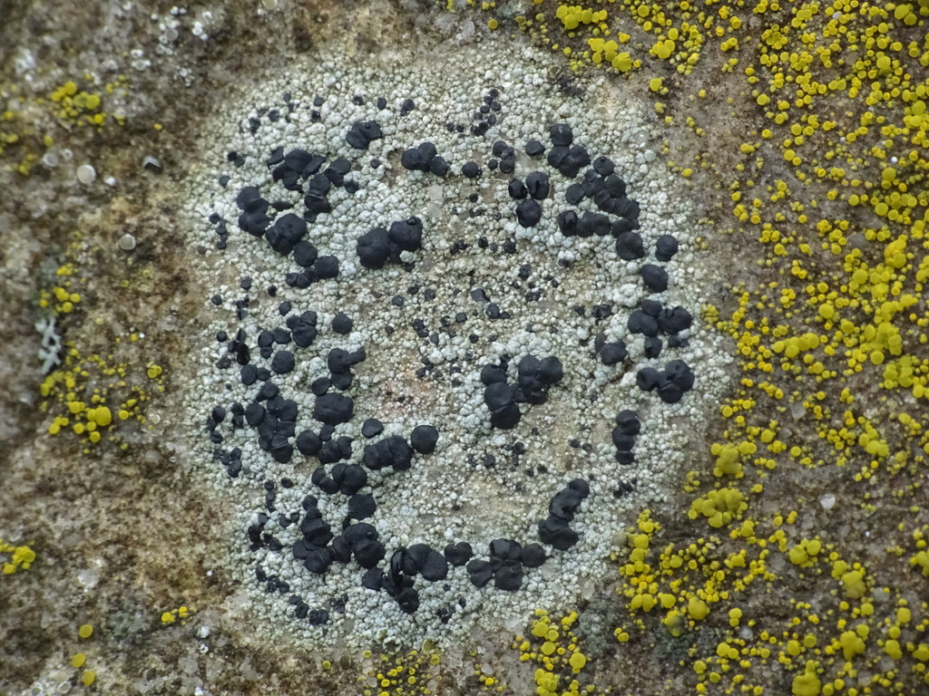 Rock Disk Lichen