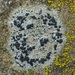 Rock Disk Lichen - Photo (c) Matt Osborne, some rights reserved (CC BY-NC), uploaded by Matt Osborne