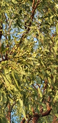Corymbia erythrophloia