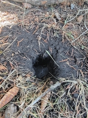 Urocitellus richardsonii