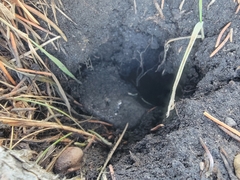 Urocitellus richardsonii