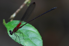 Hetaerina fuscoguttata