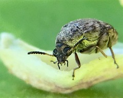 Algarobius prosopis