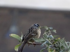 Zonotrichia leucophrys