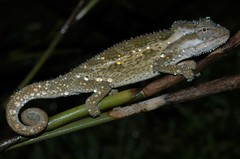 Bradypodion melanocephalum