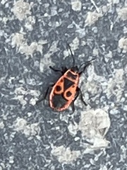 Pyrrhocoris apterus