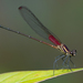 Racket-tipped Rubyspot - Photo (c) Cameron Eckert, some rights reserved (CC BY-NC), uploaded by Cameron Eckert