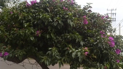 Bougainvillea