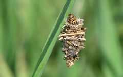 Ptilocephala pyrenaella
