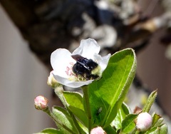 Bombus vosnesenskii
