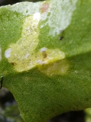 Phytoliriomyza felti