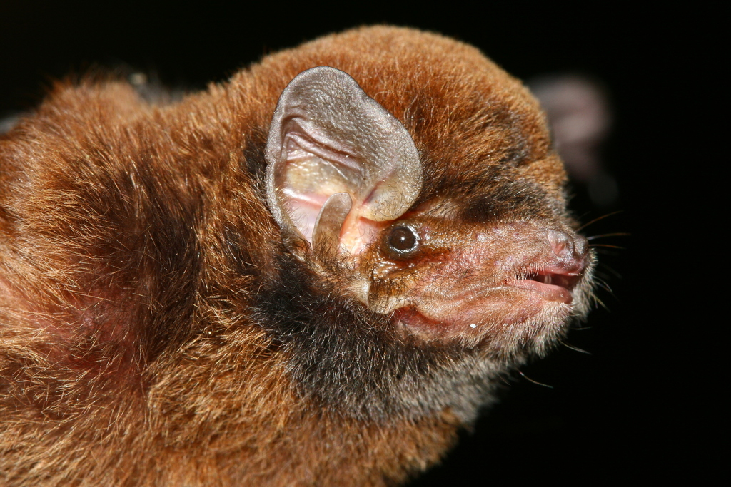 Intermediate Long-Fingered Bat