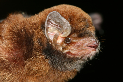 Medium Bent-winged Bat (Miniopterus medius) — Least Concern Mammalia