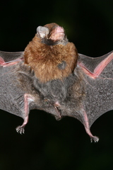 Miniopterus medius
