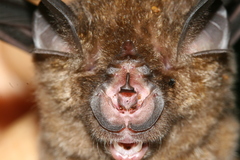 Rhinolophus affinis