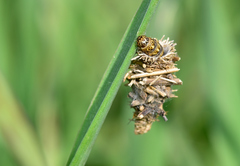 Ptilocephala pyrenaella